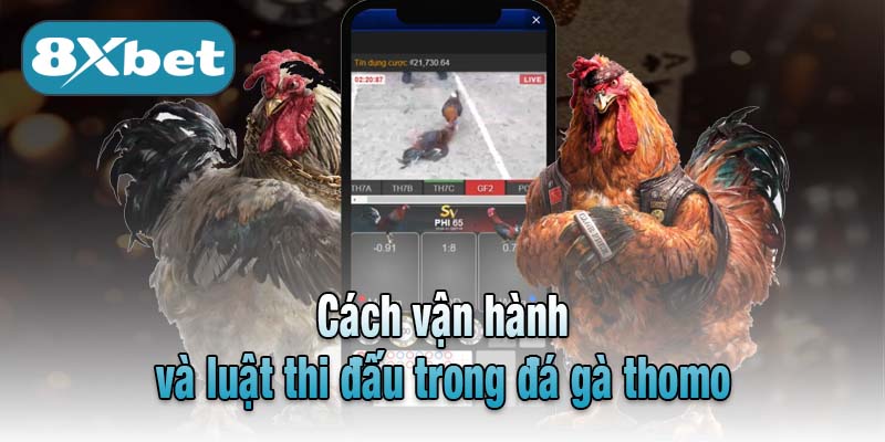 Cách vận hành và luật thi đấu trong đá gà thomo