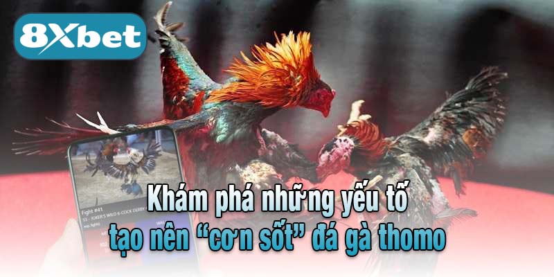 Khám phá những yếu tố tạo nên “cơn sốt” đá gà thomo