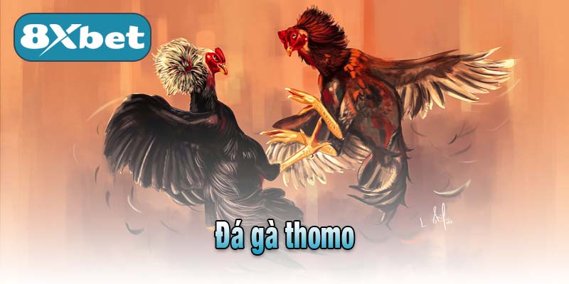 Đá gà thomo