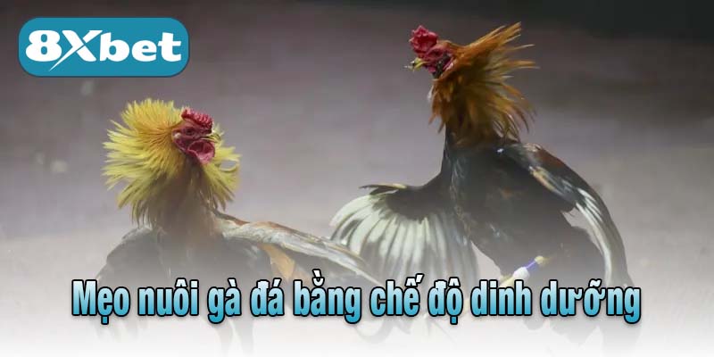 Mẹo nuôi gà đá bằng chế độ dinh dưỡng