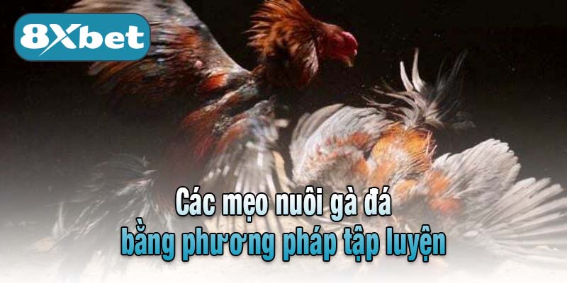 Các mẹo nuôi gà đá bằng phương pháp tập luyện