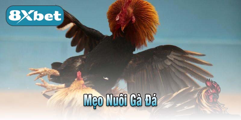 Mẹo Nuôi Gà Đá