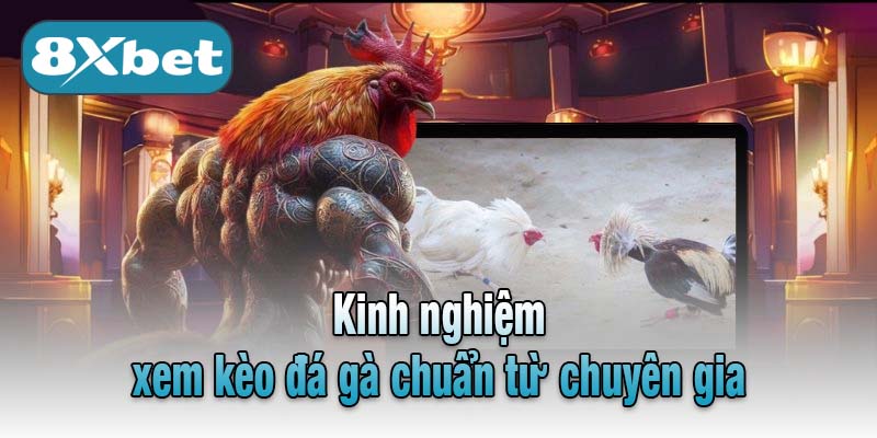 Kinh nghiệm xem kèo đá gà chuẩn từ chuyên gia